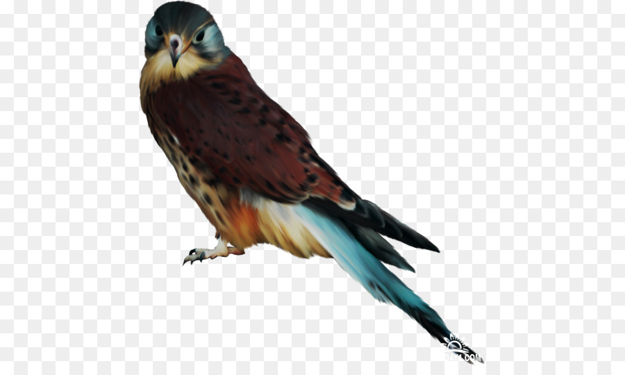 Uccello Falco Aquila Clip art - uccello