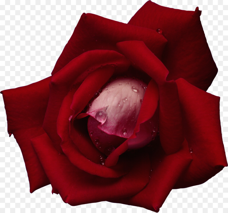 Le rose da giardino Fiore Rosso rosa Blu Rosa gallica - fiore