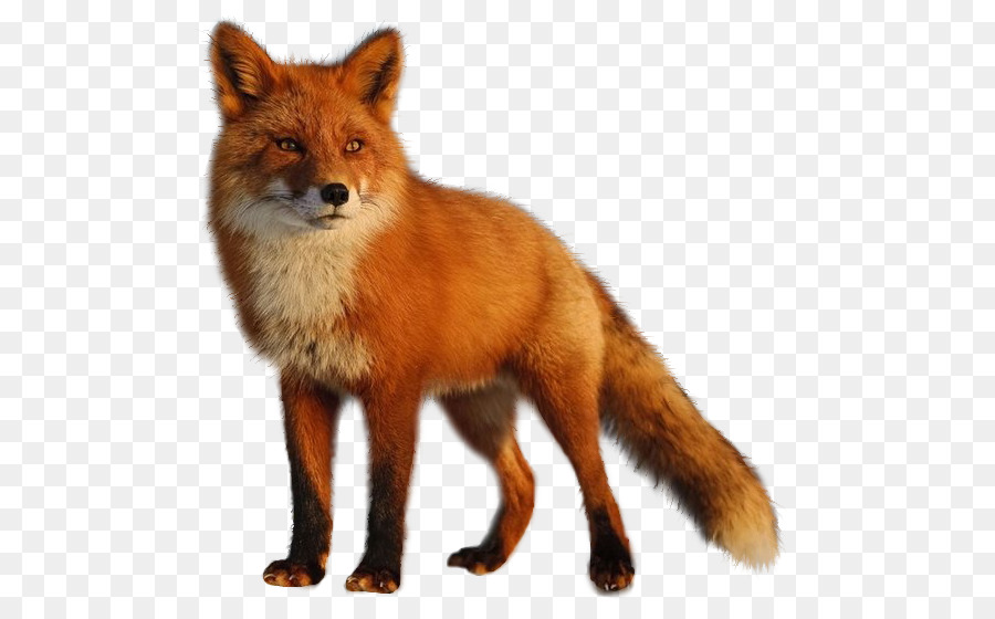 Fox Nhiếp Ảnh Không Chiến - cáo