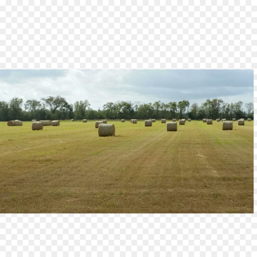 Farm Heu-Ranch Grasssteppen - andere