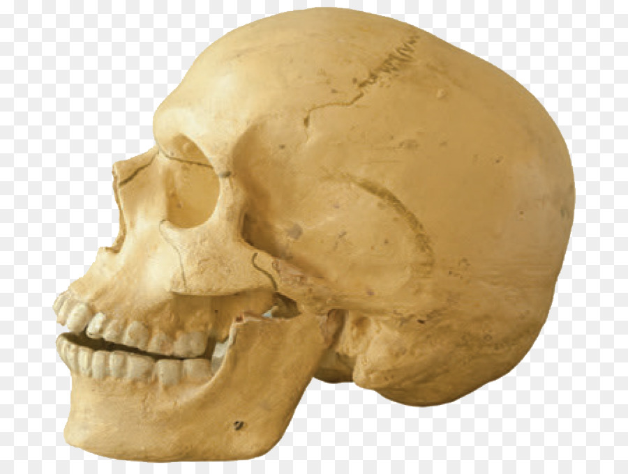 Tautavel-Mann Schädel -, Kiefer Homo sapiens die Menschliche zahn - Schädel