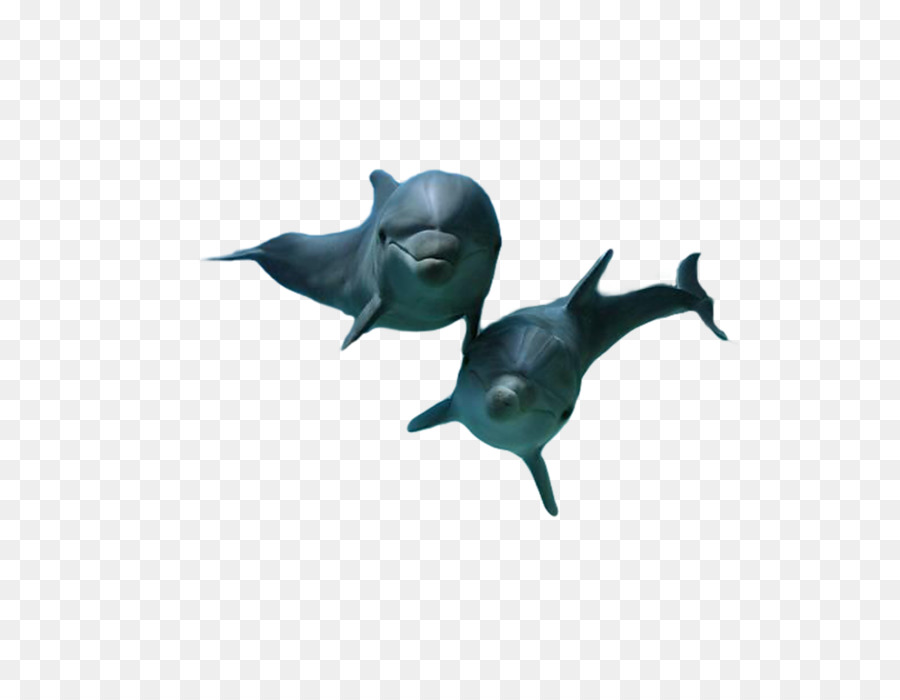 Dolphin Giả Biển Clip nghệ thuật - Cá heo