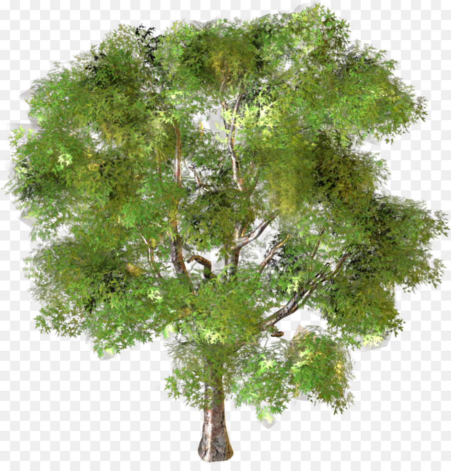 Baum Landschaft - Baum