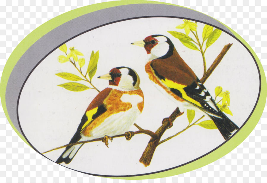 Verein Ornitofila Asti Voluntary association Verband ornicoltori italienischen Ornithology Bird - andere