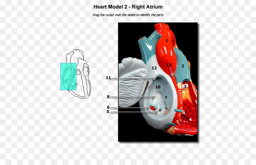 Atrium Herz Anatomie LV Physiologie - Herz