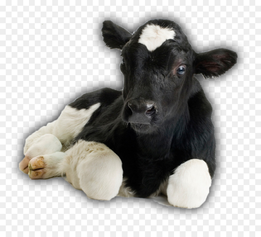 Kuh-Kalb-operation Rinder Holstein Friesian Rindern Viehbestand abgehörnung - andere