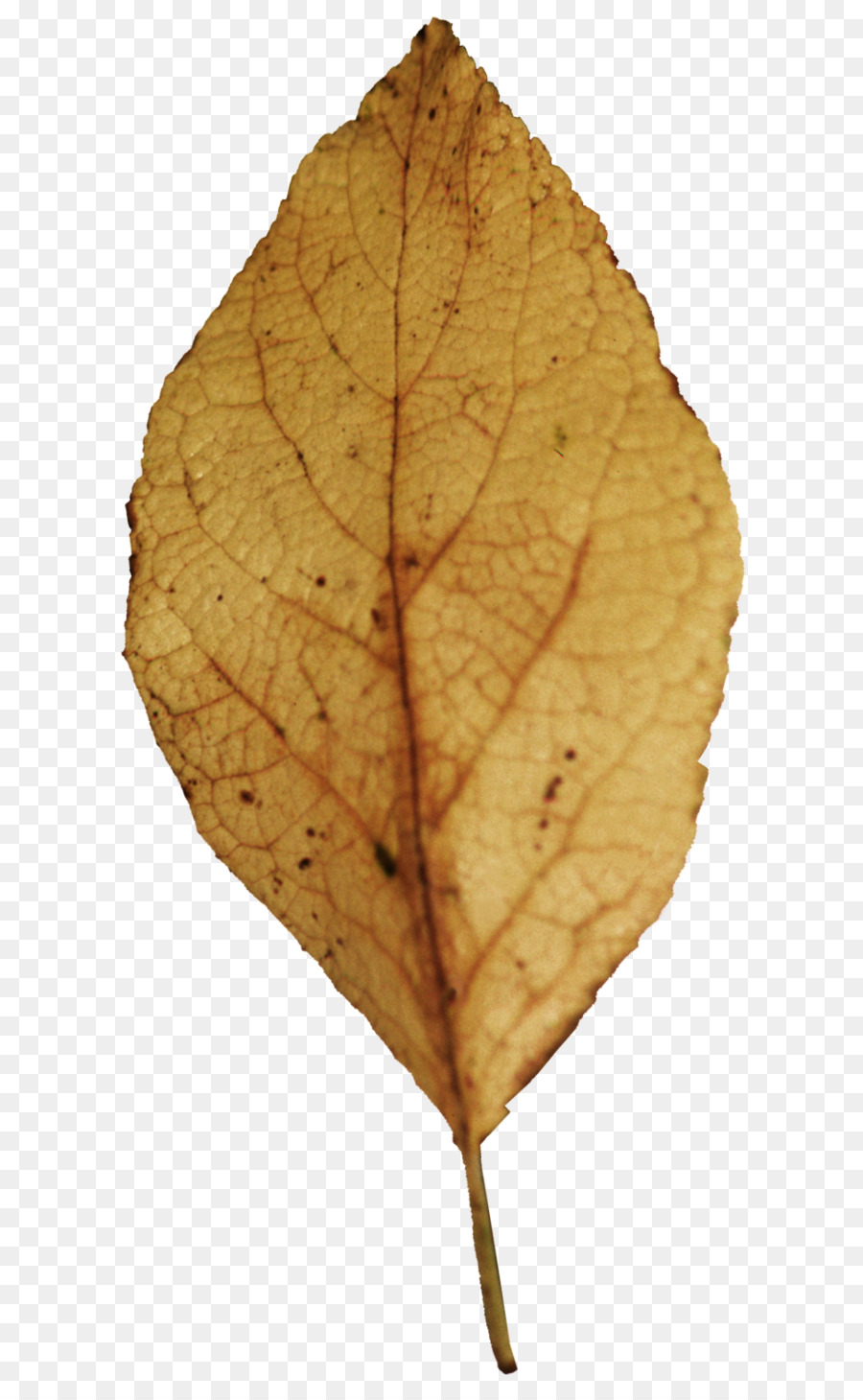 Autumn Leaf Drawing