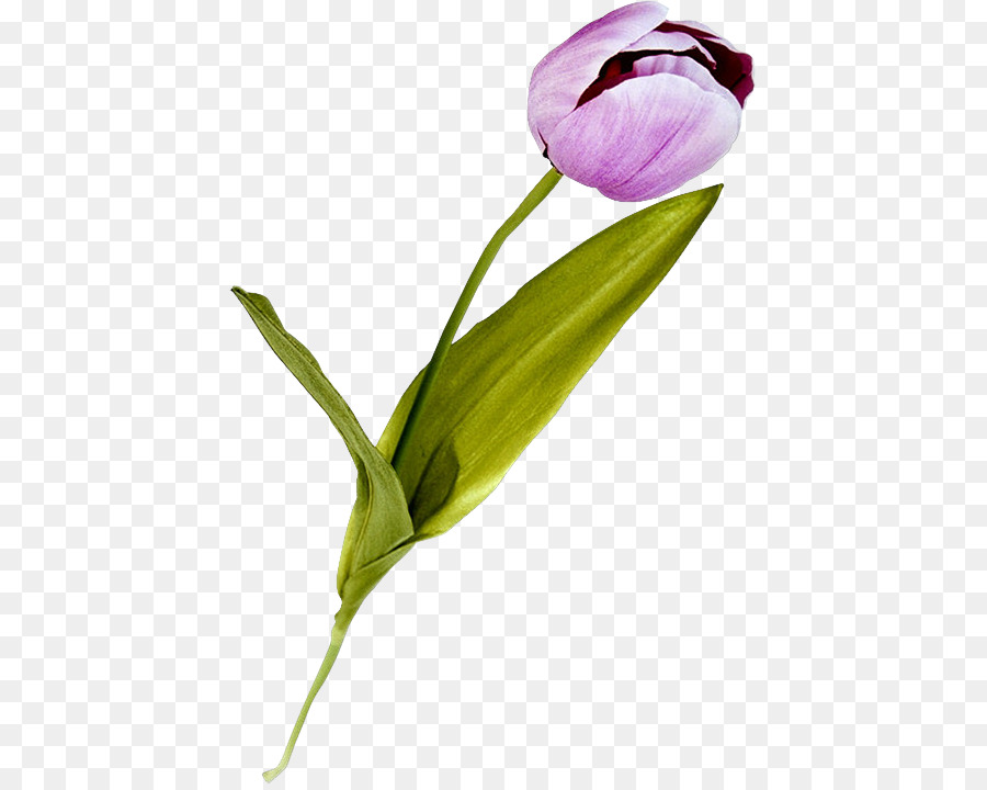 Tulpe, Flieder Schneiden, Blumen Pflanzen-Stammzellen Lila - Tulip