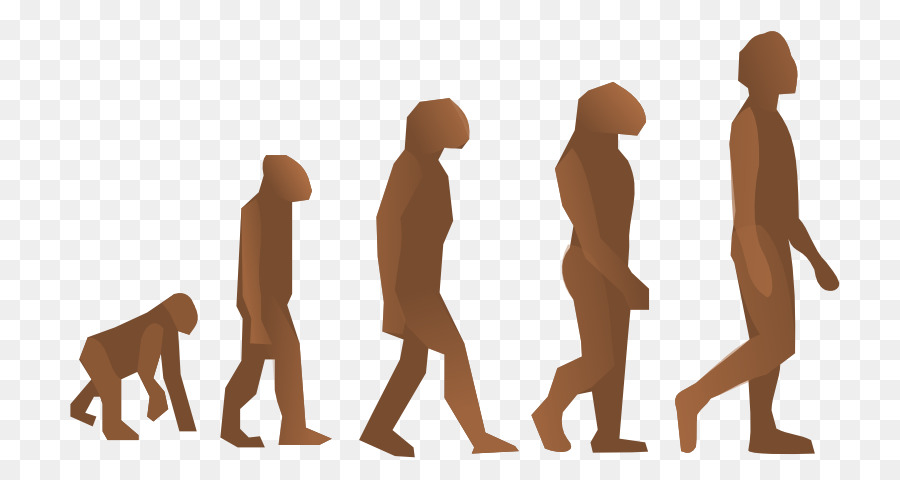 L'evoluzione umana Homo sapiens Biologia Origine dell'uomo - scienza
