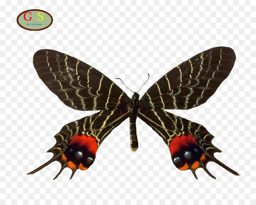 Phượng bướm Bhutanitis lidderdalii Bhutanitis thaidina Bhutanitis mansfieldi - bướm