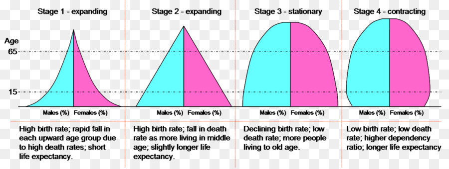 Bevölkerungspyramide Demographischer übergang, Bevölkerungswachstum Geburtenrate - Pyramide