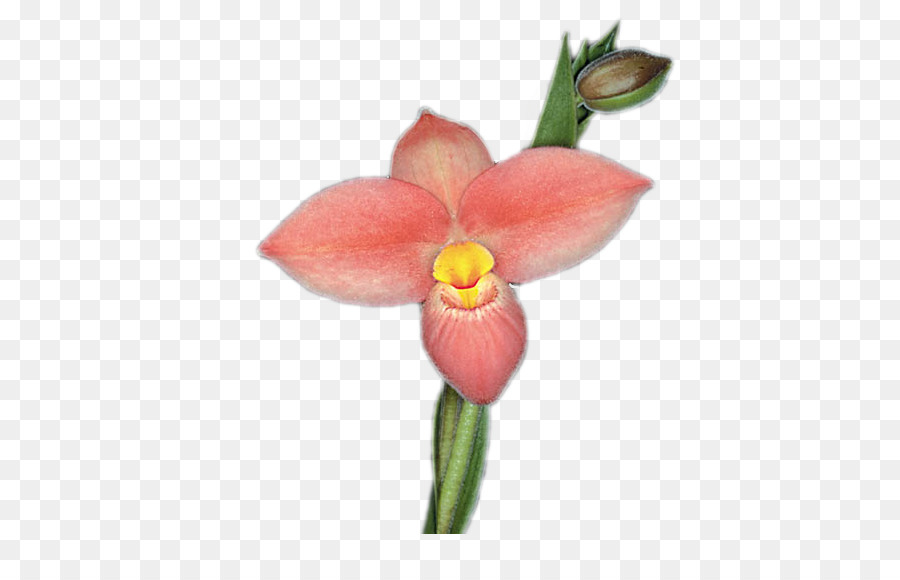 Falena orchidee Orchidea staminali Vegetali Cattleya orchidee fiori recisi - altri