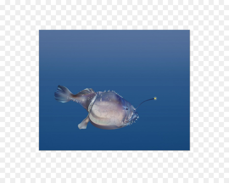 Marine Biologie Clownfish Marine mammal Ozean - andere