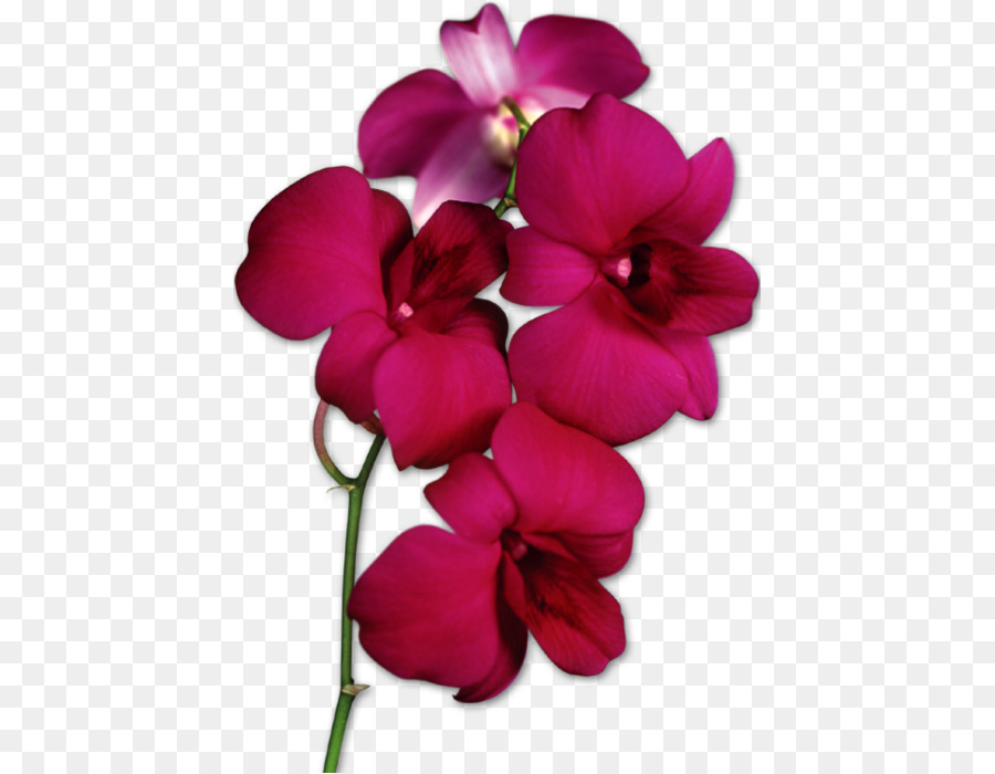 Moth Orchideen Clip art - Blume
