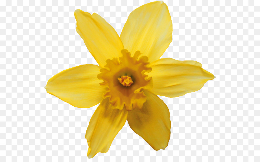Daffodil pseudonarcissus Narzisse tazetta Blume Animation Tulip - andere