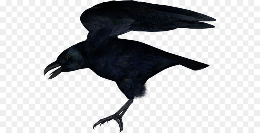 American crow New Caledonian crow, Rook Common raven - andere