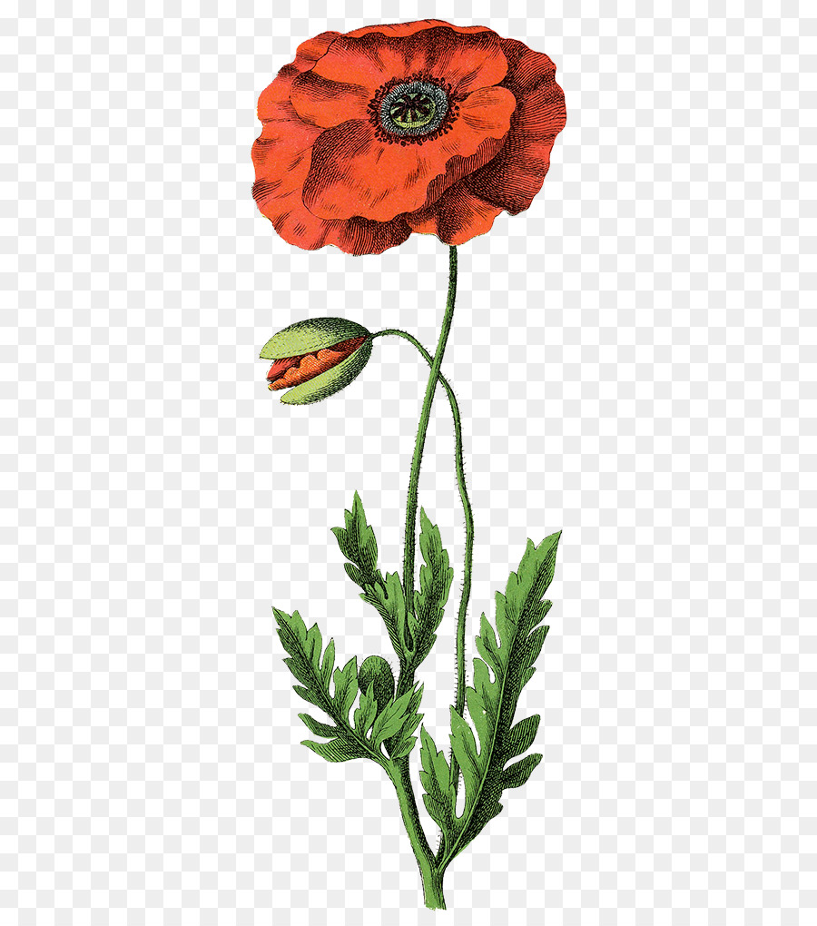 Common poppy botanische illustration Botanik schlafmohn - Blume