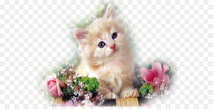 Kätzchen Perser Katze Hund Welpe Blume - Kätzchen