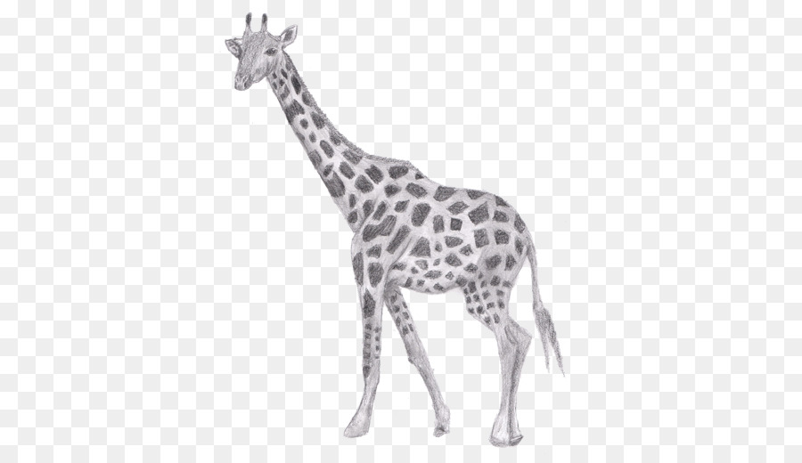 Giraffa Disegno Schizzo A Matita - giraffa