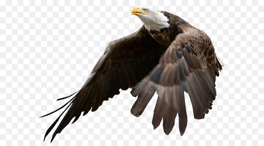L'Aquila Calva Uccello - aquila
