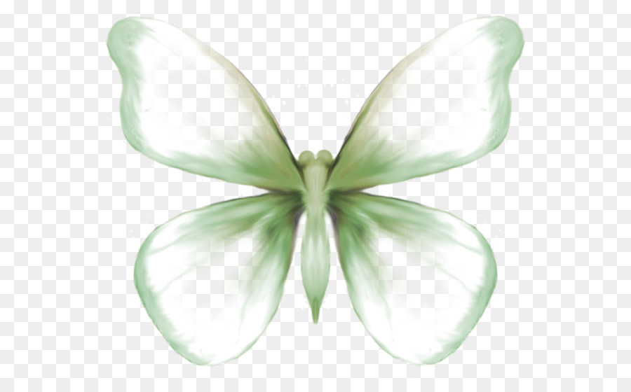 Schmetterling, Falter Symmetrie Blütenblatt - Schmetterling