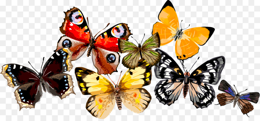 Monarca, farfalla, Falena Disegno - farfalla