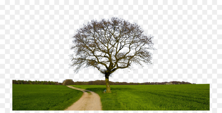 Tree farm-Desktop Wallpaper Landschaft - Baum