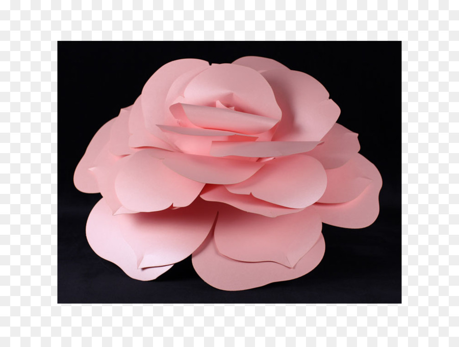 Giardino di rose, fiori recisi Petalo di Camelia - rosa