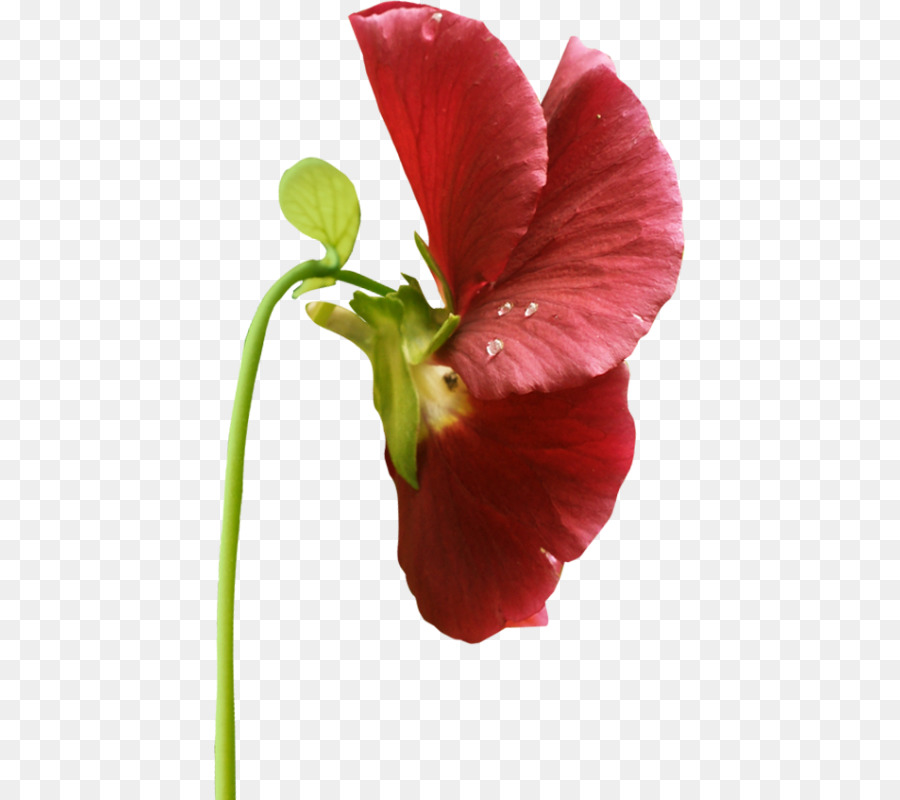 Fiore viola del pensiero Viola rose da Giardino Hibiscus - fiore