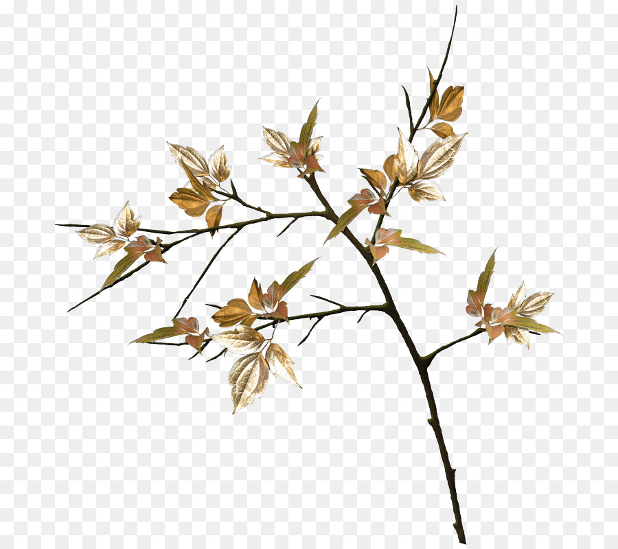 Zweig, Pflanze, Stamm-Blatt-Blumen-Gräser - Blatt