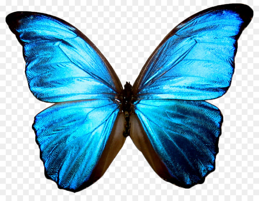 Farfalla, Insetto Morpho menelaus Morfo rhetenor Clip art - farfalla