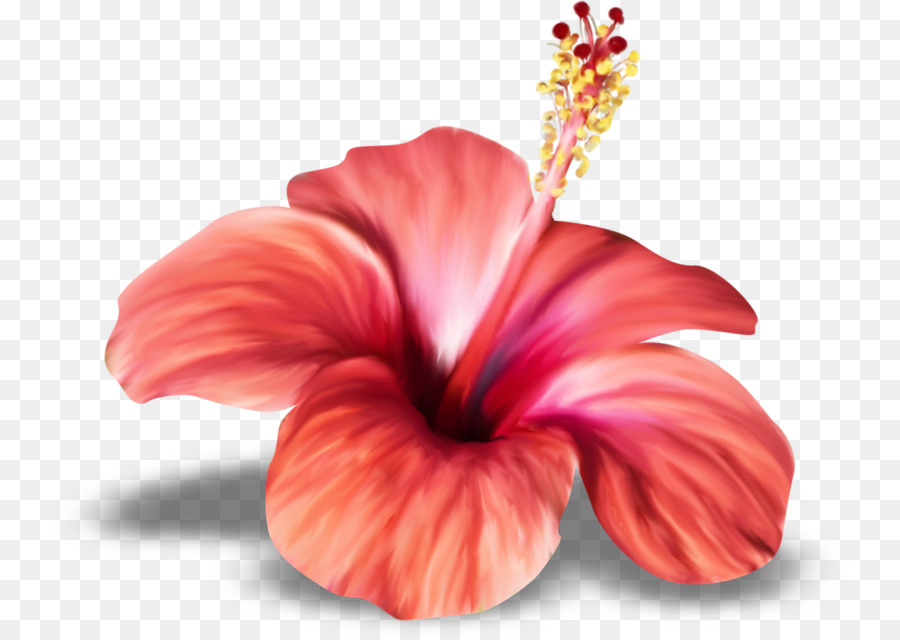 Shoeblackplant Blume Zeichnung Clip art - Blume