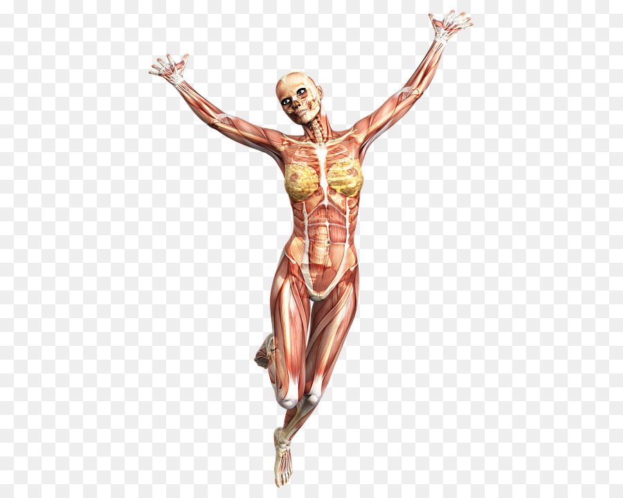L'esecuzione di Anatomia Muscolo corpo Umano scheletro Umano - altri