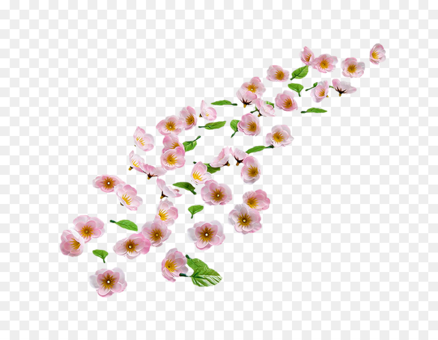 Fiore di ciliegio Ciliegio Dolce di Mandorle Fiore - fiore di ciliegio