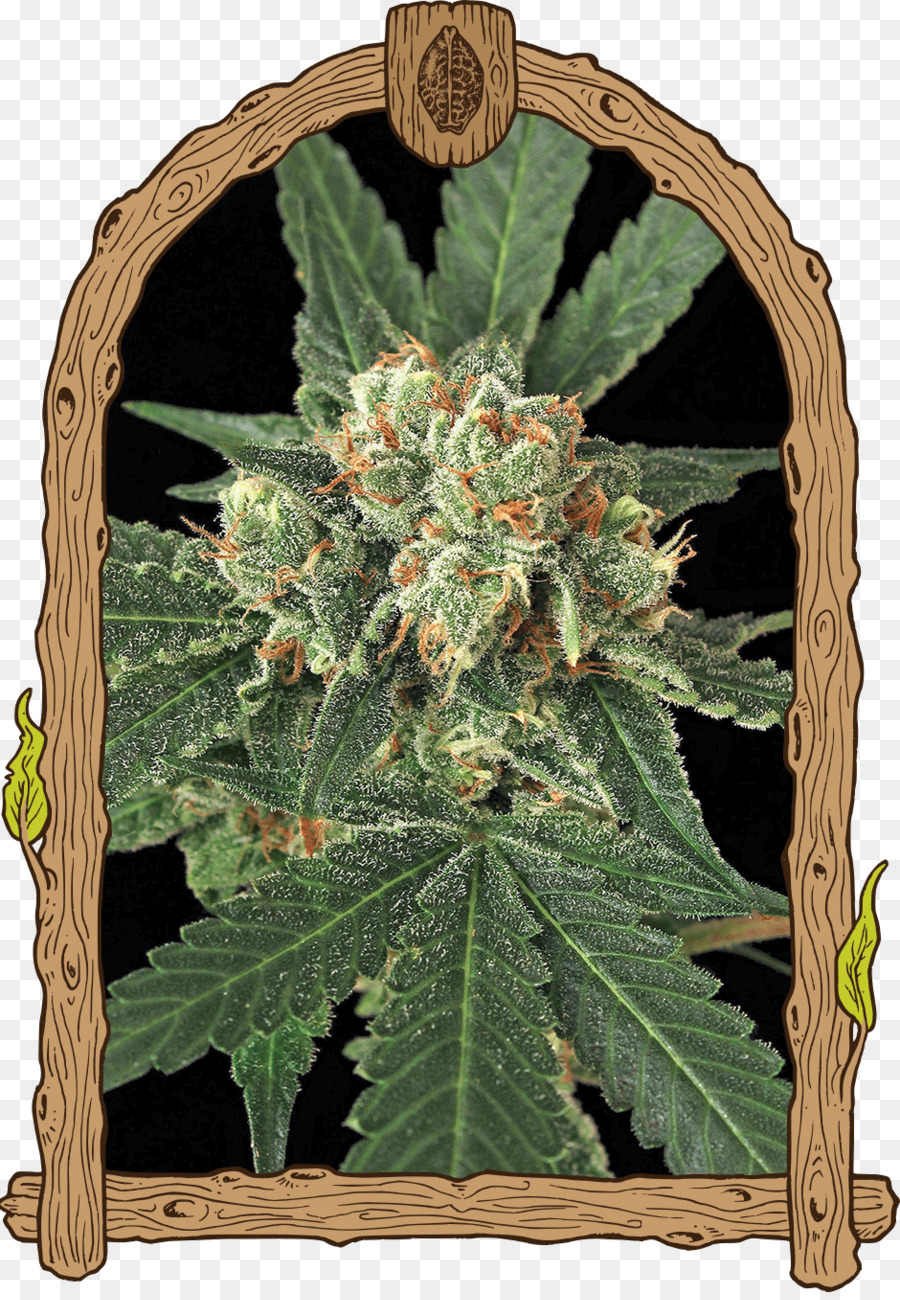 Samenbank Haze Autoflowering cannabis Keimung - Cannabis