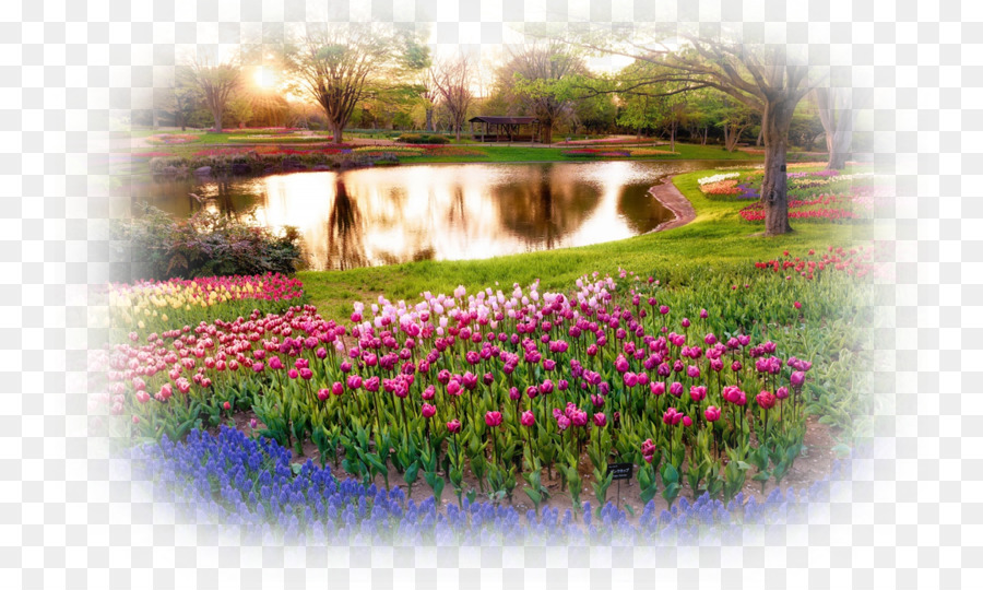 Blumen-Garten-Desktop Wallpaper Rose garden - Blume