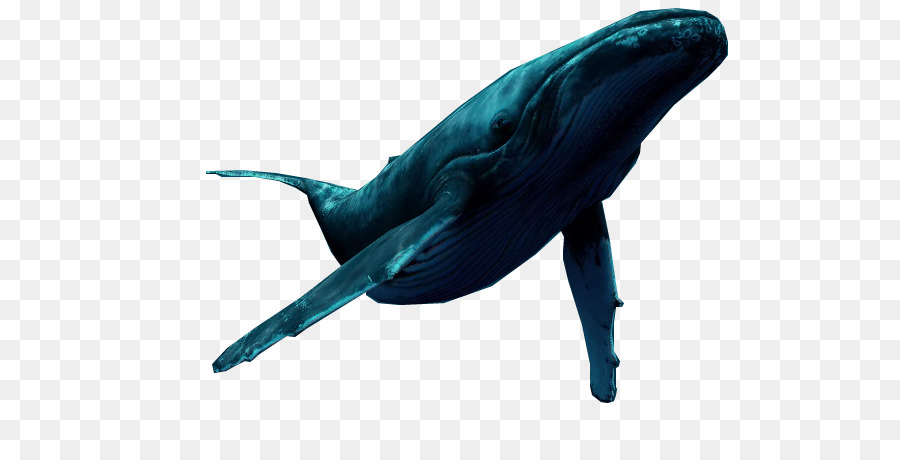 Dolphin cá Voi đóng Gói tái Bút TIFF - Cá heo