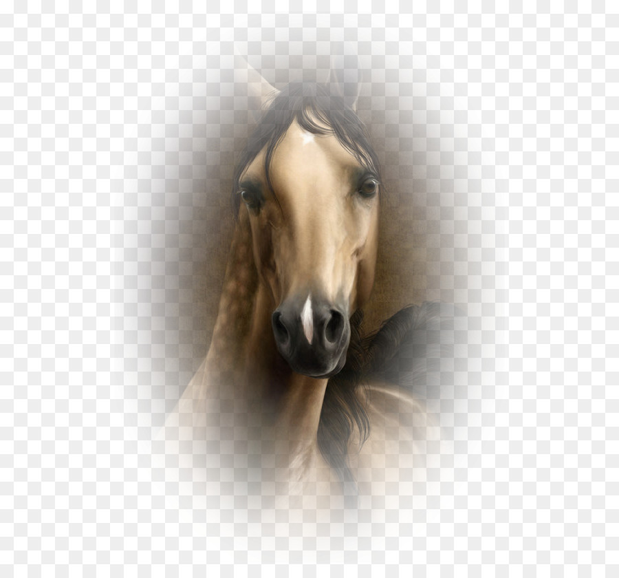 Mustang Hengst Pony Schnauze Pferdesport - Mustang