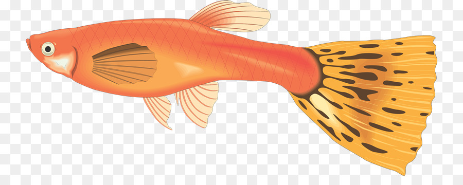 Cá Cá Clip nghệ thuật - cá