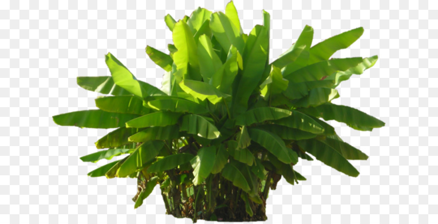 Grüne Pflanze clipart - Anlage