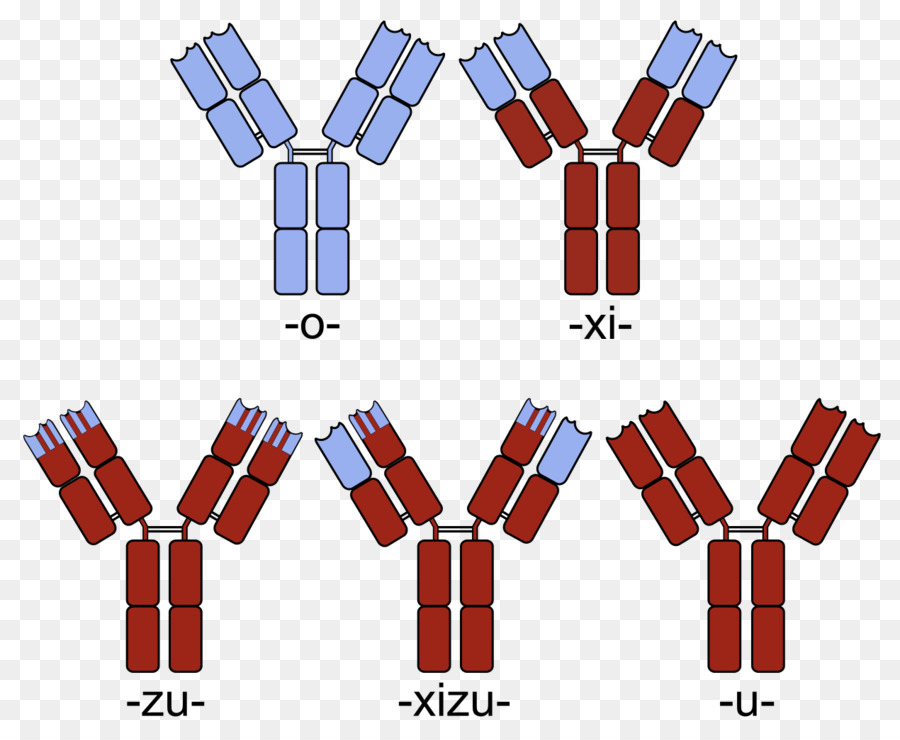 Humanisierte Antikörper, Monoklonale Antikörper Fusion protein Chimera - Chimera