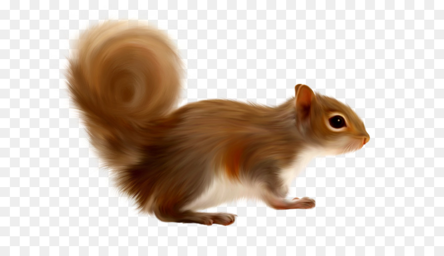 Gerbillo Albero scoiattoli Clip art - altri