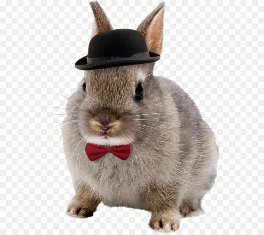 Netherland Dwarf rabbit coniglio Pet - coniglio