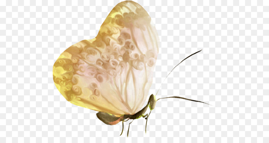 Farfalla, Falena Insetto Di Colore Marrone - farfalla