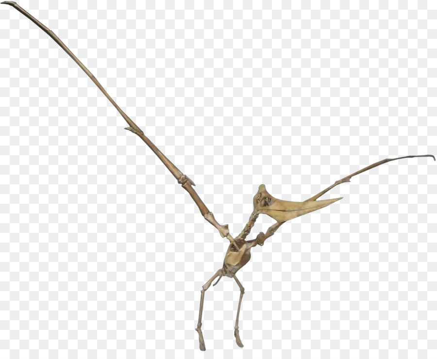 Pteranodonte ARCA: la Sopravvivenza Evoluto Niobrara Formazione Geosternbergia Dinosauro - Dinosauro