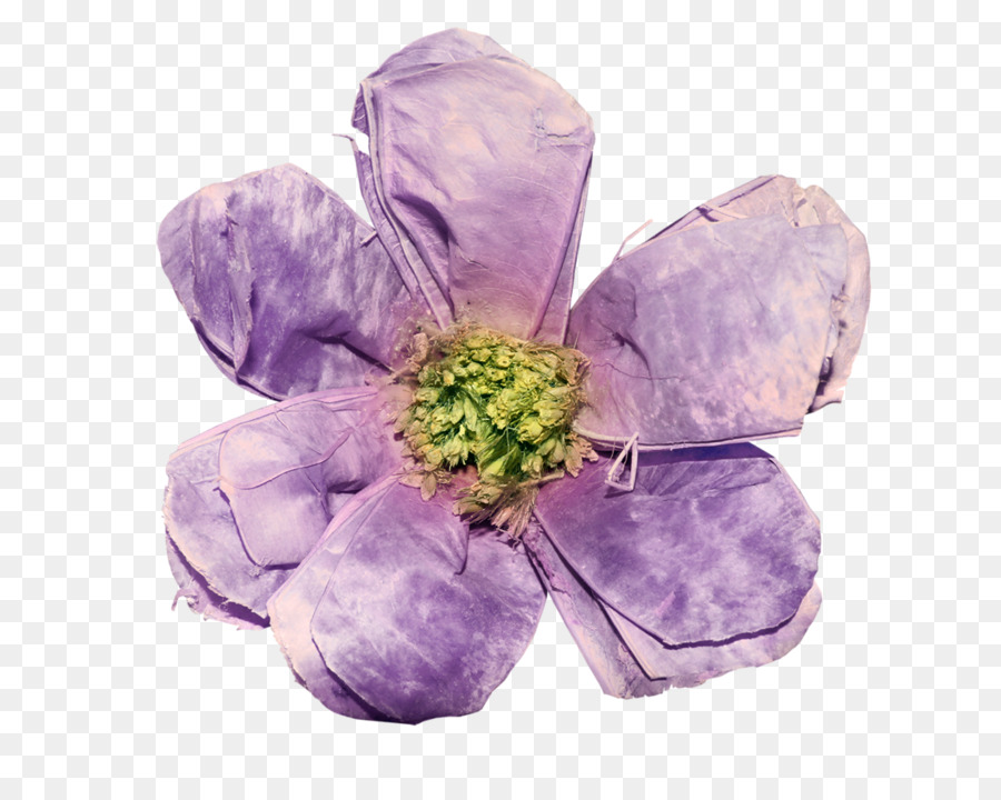 Blütenblatt Schnittblumen Common lilac - andere