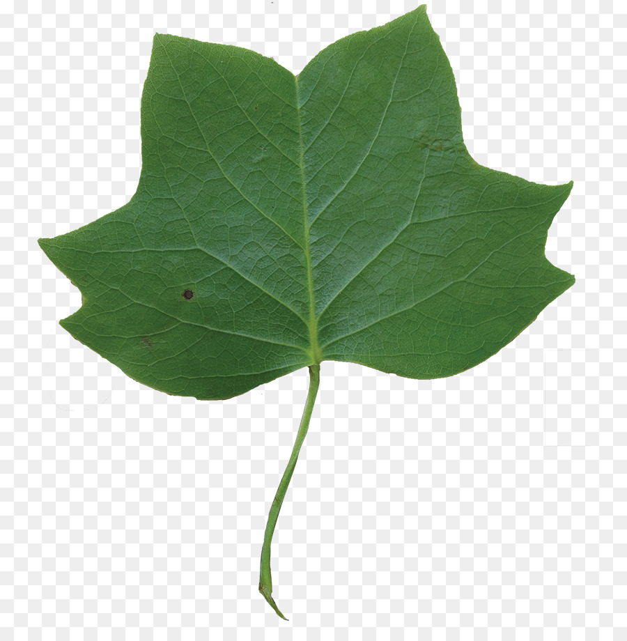 Blatt Liriodendron tulipifera Cottonwood Tree - Blatt