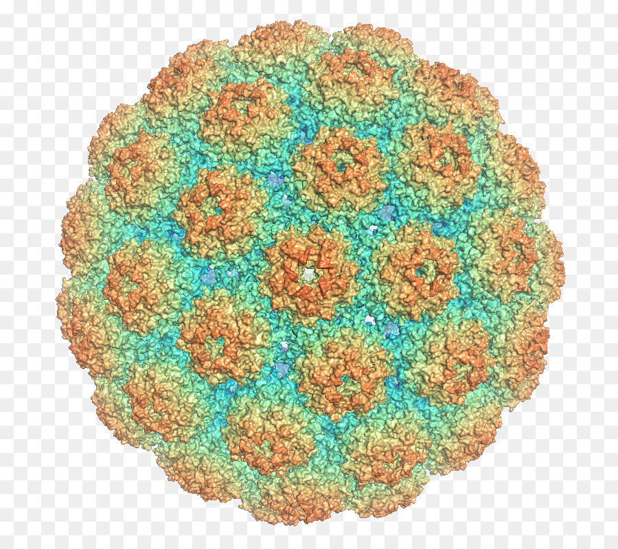 Polyomaviridae das Major capsid protein VP1 Murinen polyomavirus - andere