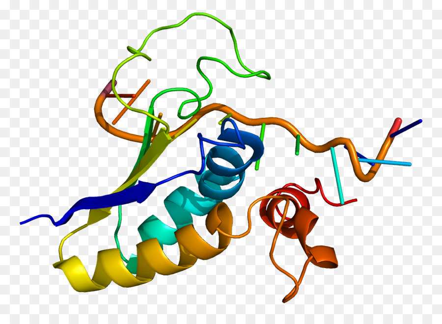 SF1 Steroidogenen Faktor 1 protein FOXP2 gen - andere