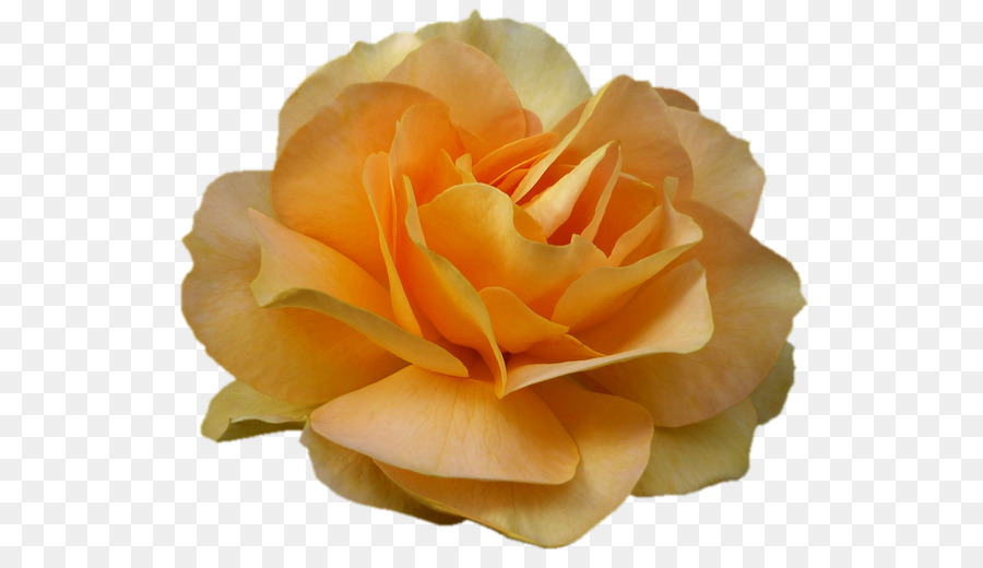 Hoa hồng trong vườn Centifolia hoa hồng Floribunda Cắt Cánh hoa - những người khác